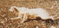 Setter Anglais CLIO DE MALAUSE Setter Anglais CLIO DE MALAUSE